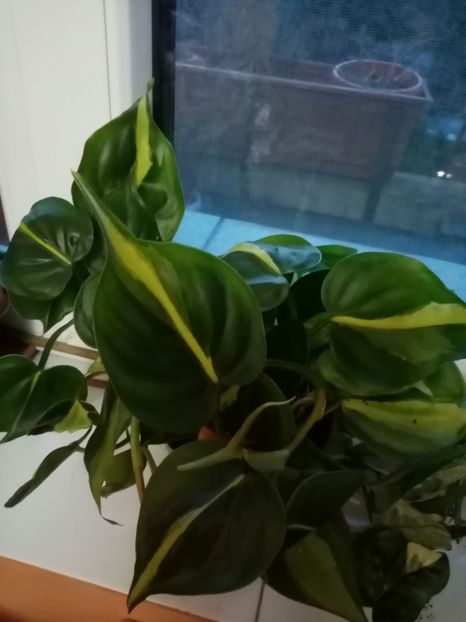 Filodendron Brazil svinfapdis - Februarie 2020