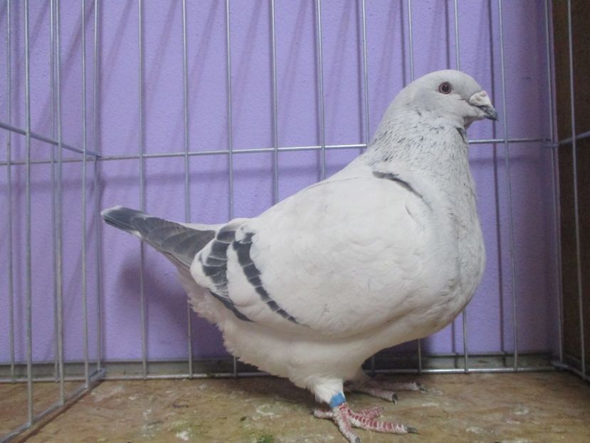 03545-18 - Femele 2020