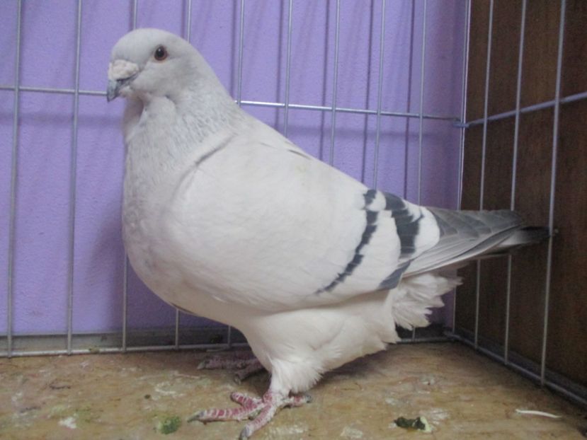 03555-18 - Femele 2020