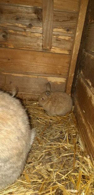 5.02.2020 - Cuib 15 ianuarie 2020