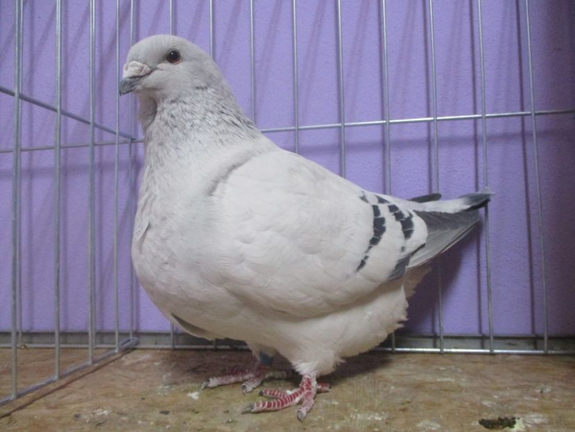 03585-18 - Femele 2020