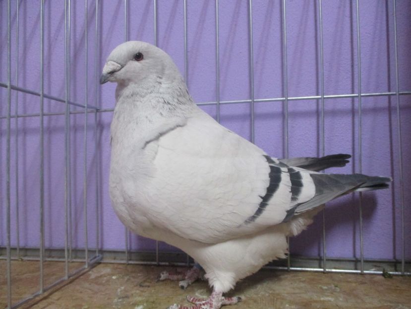 03572-18 - Femele 2020