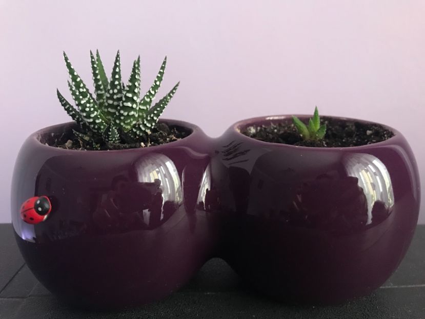 Haworthia fasciata - Cactusi si suculente