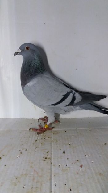 F 2019 vanduta - De! voiajori vanduti