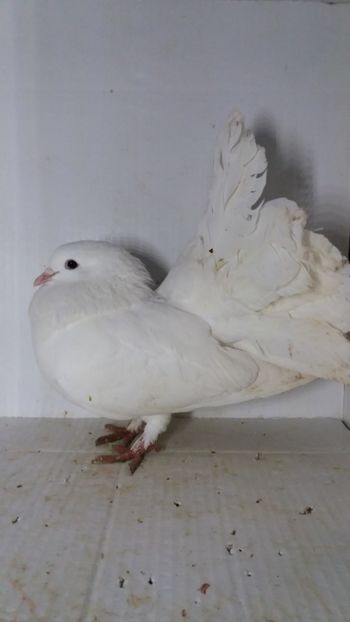 F 2019 vanduta - De vanzare voltati