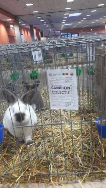  - Expozitia Nationala Bucuresti 2019