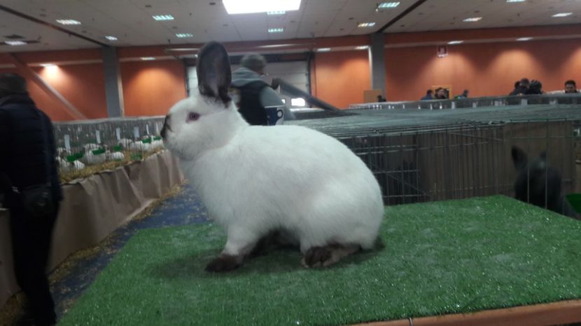  - Expozitia Nationala Bucuresti 2019