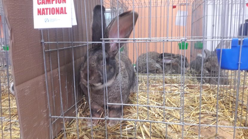  - Expozitia Nationala Bucuresti 2019