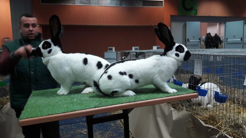  - Expozitia Nationala Bucuresti 2019