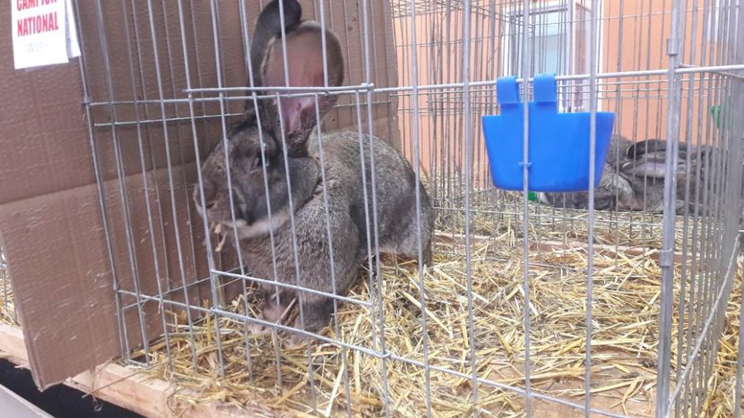  - Expozitia Nationala Bucuresti 2019