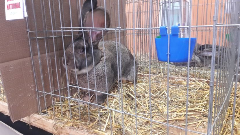  - Expozitia Nationala Bucuresti 2019