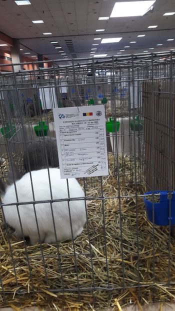  - Expozitia Nationala Bucuresti 2019