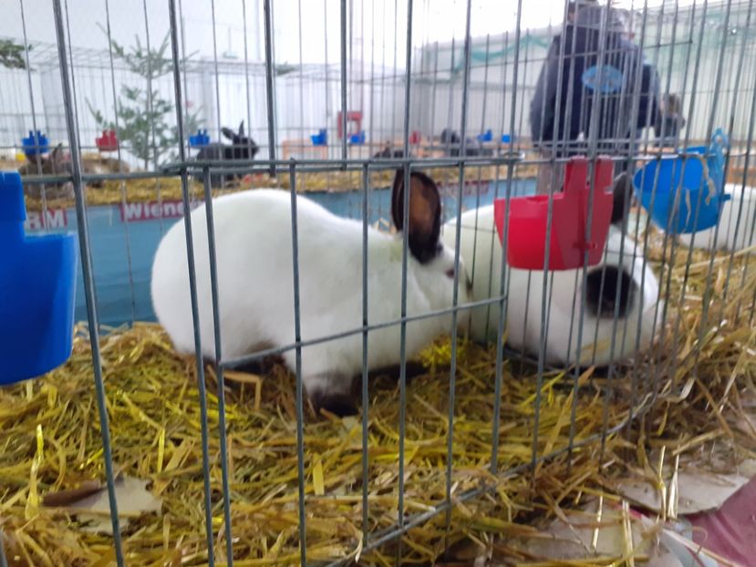  - Expo Zonala Unirea 2020