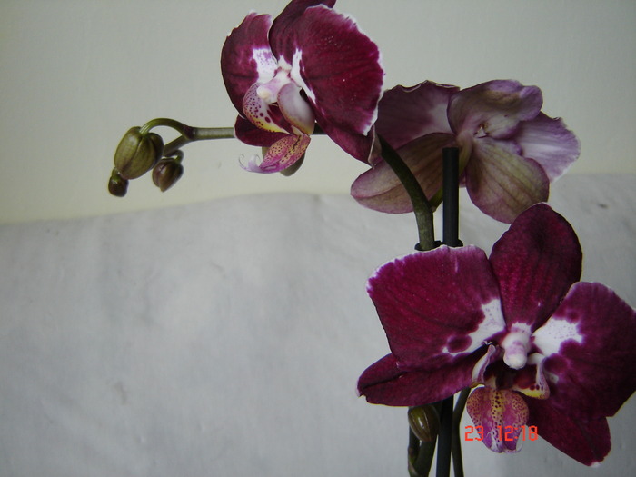 DSC04898 - Orhidee Phalaenopsis