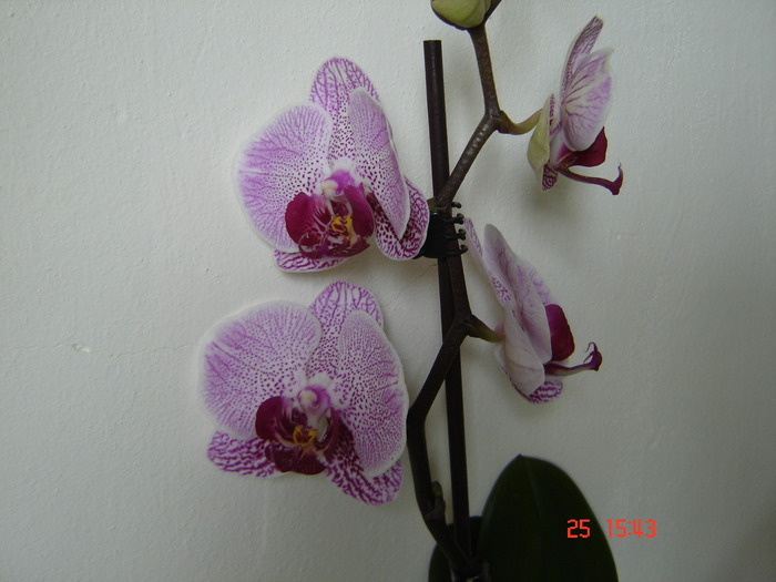 DSC04912 - Orhidee Phalaenopsis