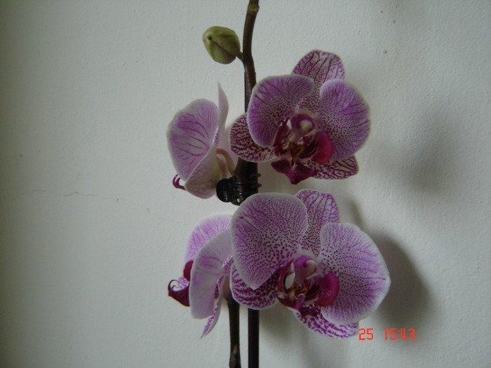 DSC04913 - Orhidee Phalaenopsis