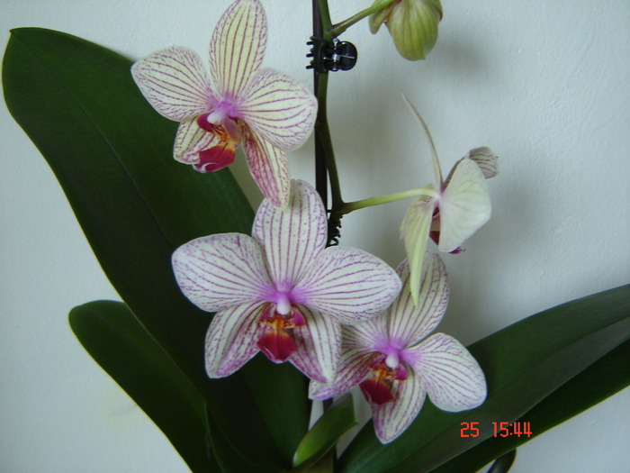 DSC04918 - Orhidee Phalaenopsis