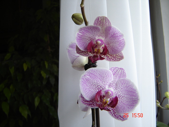 DSC04947 - Orhidee Phalaenopsis