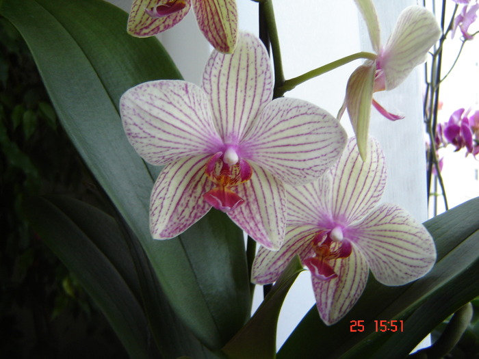 DSC04952 - Orhidee Phalaenopsis