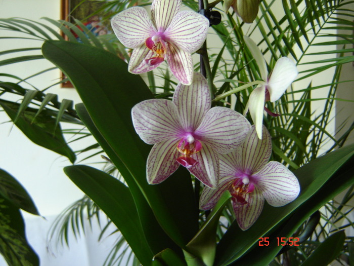 DSC04954 - Orhidee Phalaenopsis
