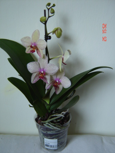 DSC04955 - Orhidee Phalaenopsis