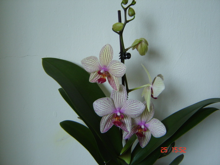 DSC04956 - Orhidee Phalaenopsis