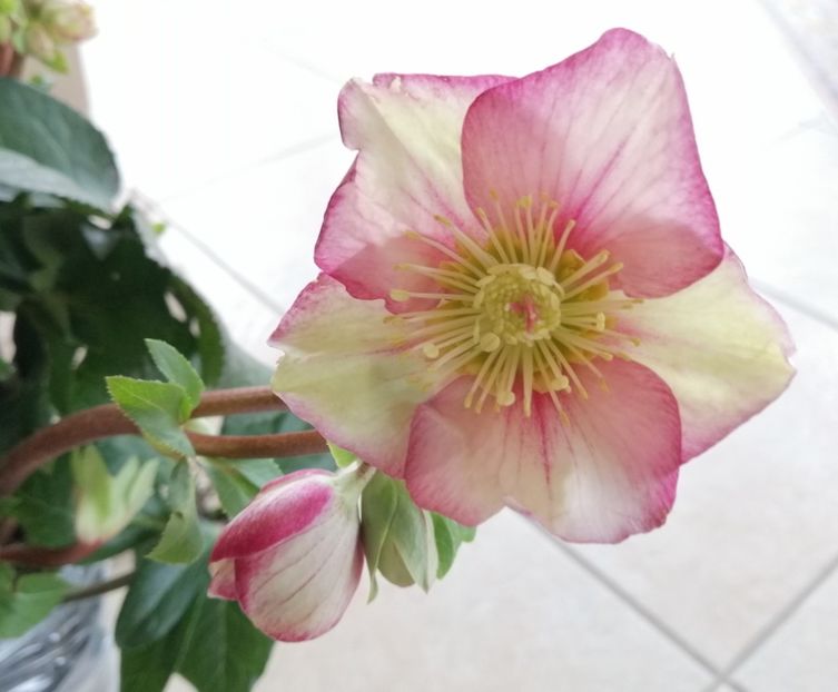 6 Feb 2020 - a Comenzi plante copaci 2020