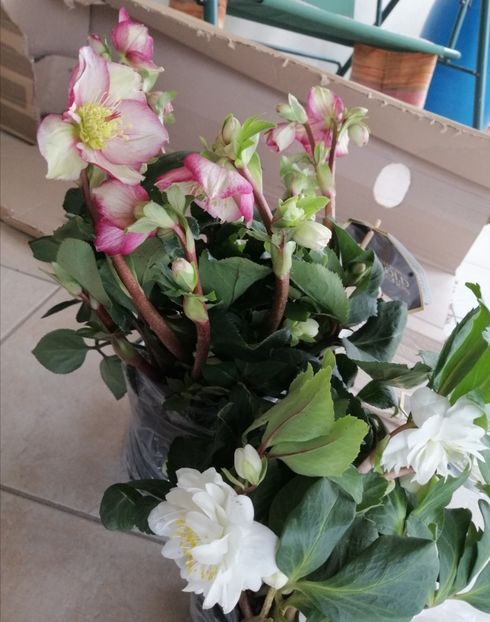 Au venit... - a Comenzi plante copaci 2020