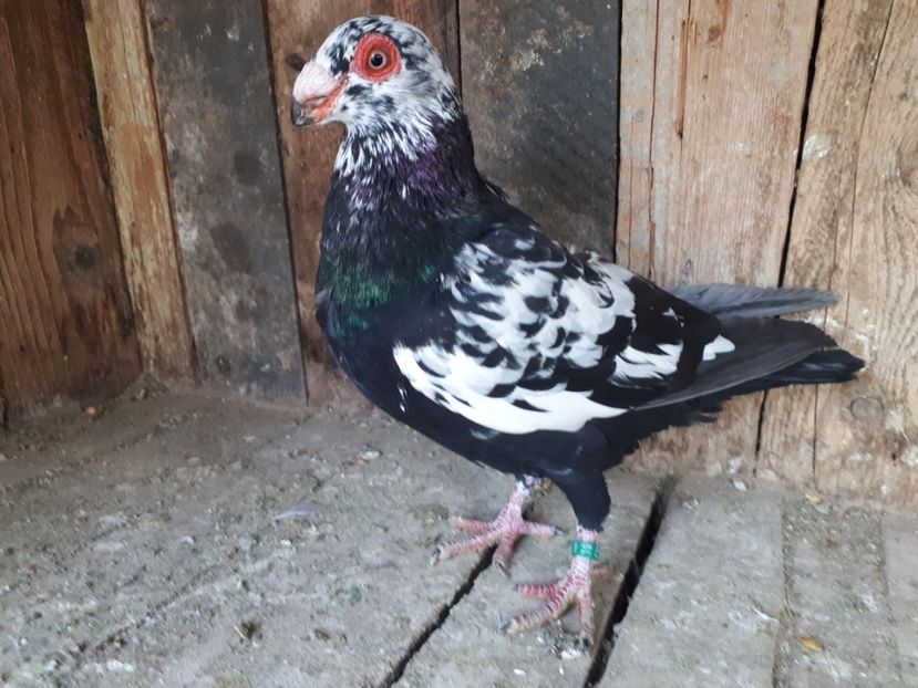 Pui din Octombrie - I3 _ tineret 2019