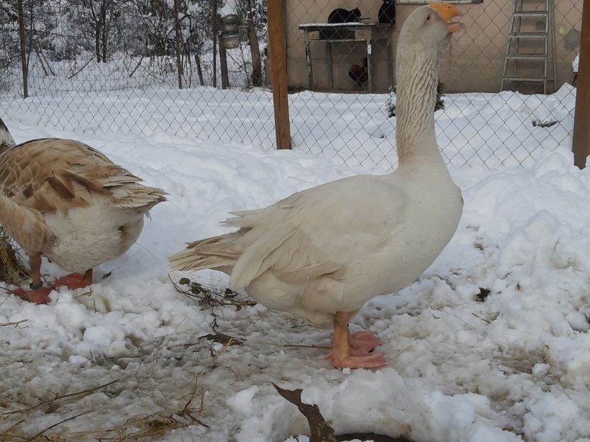  - Gaste Tula 2021 - Tula geese Tula kampfganse Tula oie