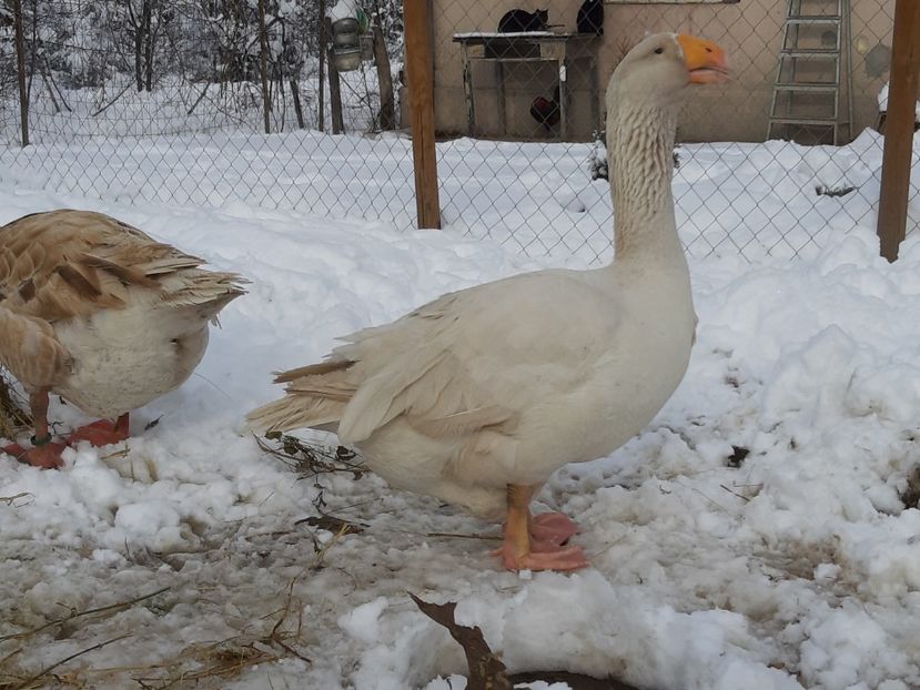  - Gaste Tula 2021 - Tula geese Tula kampfganse Tula oie