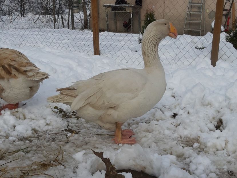  - Gaste Tula 2021 - Tula geese Tula kampfganse Tula oie