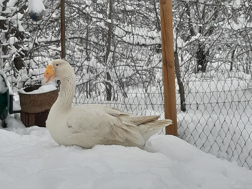  - Gaste Tula 2021 - Tula geese Tula kampfganse Tula oie