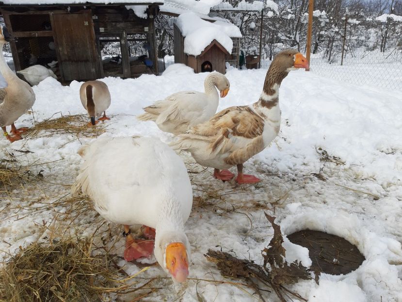  - Gaste Tula 2021 - Tula geese Tula kampfganse Tula oie