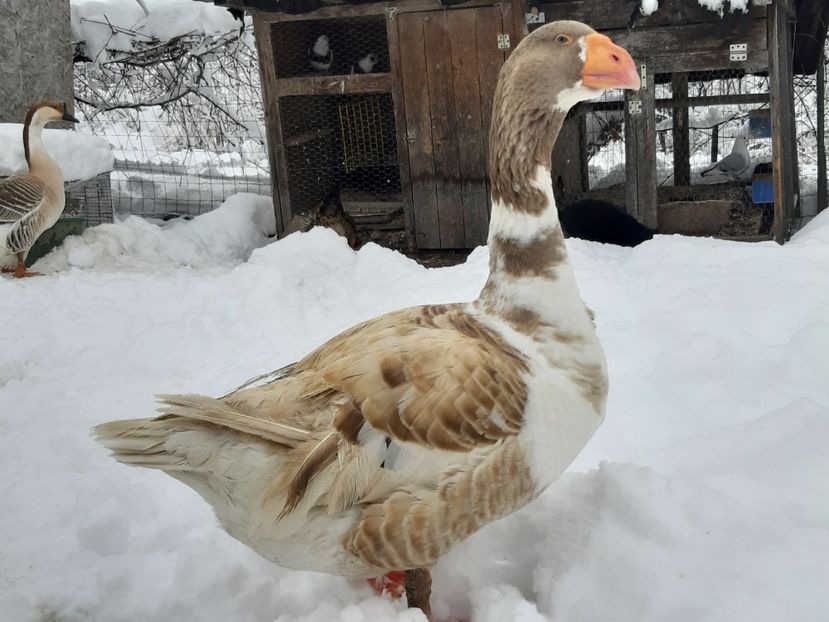  - Gaste Tula 2021 - Tula geese Tula kampfganse Tula oie