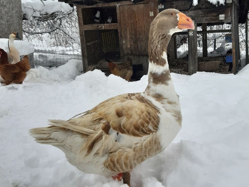  - Gaste Tula 2021 - Tula geese Tula kampfganse Tula oie