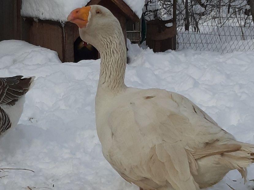  - Gaste Tula 2021 - Tula geese Tula kampfganse Tula oie