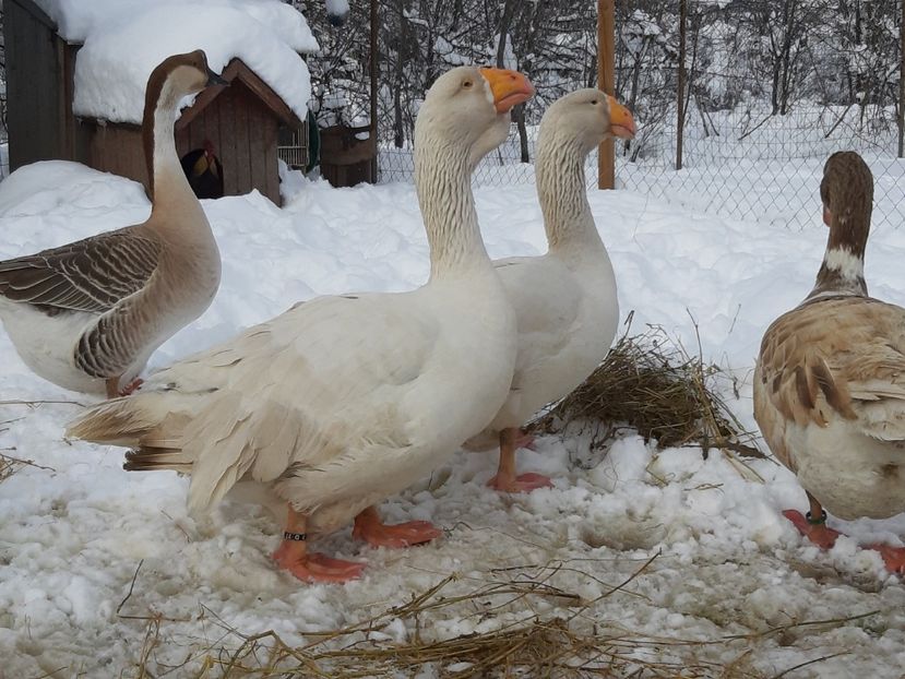  - Gaste Tula 2021 - Tula geese Tula kampfganse Tula oie