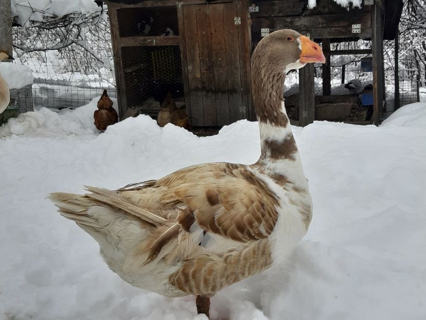  - Gaste Tula 2021 - Tula geese Tula kampfganse Tula oie