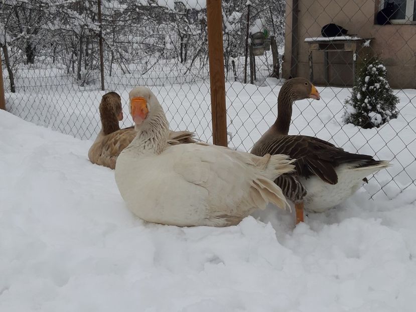  - Gaste Tula 2021 - Tula geese Tula kampfganse Tula oie