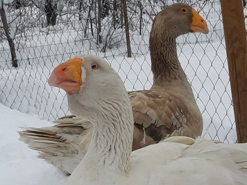  - Gaste Tula 2021 - Tula geese Tula kampfganse Tula oie