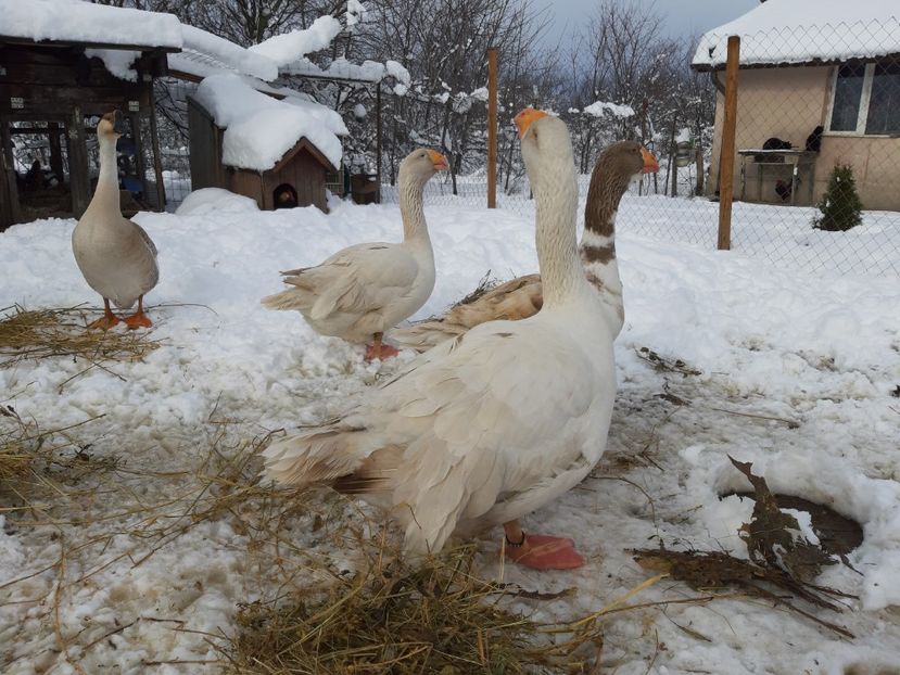  - Gaste Tula 2021 - Tula geese Tula kampfganse Tula oie
