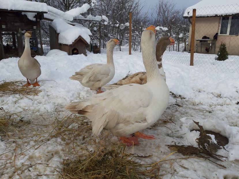  - Gaste Tula 2021 - Tula geese Tula kampfganse Tula oie