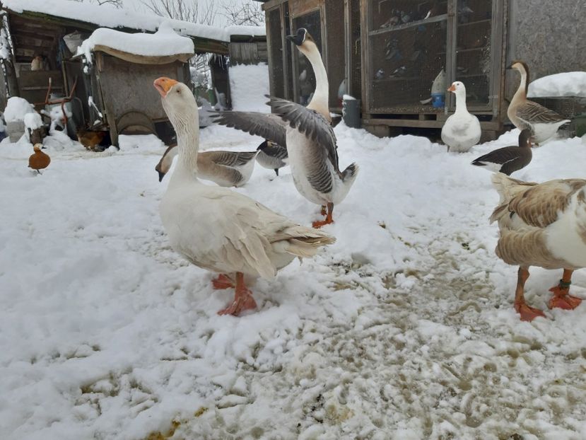  - Gaste Tula 2021 - Tula geese Tula kampfganse Tula oie