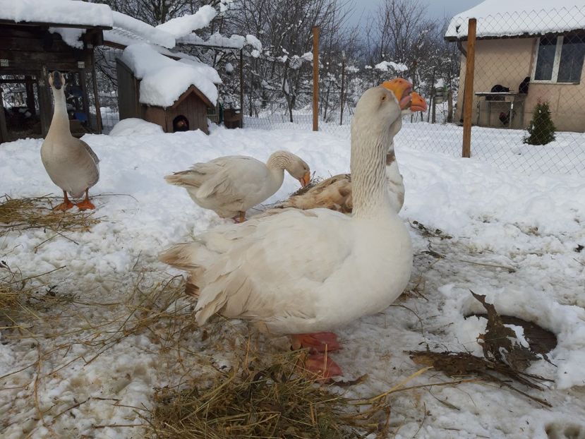  - Gaste Tula 2021 - Tula geese Tula kampfganse Tula oie