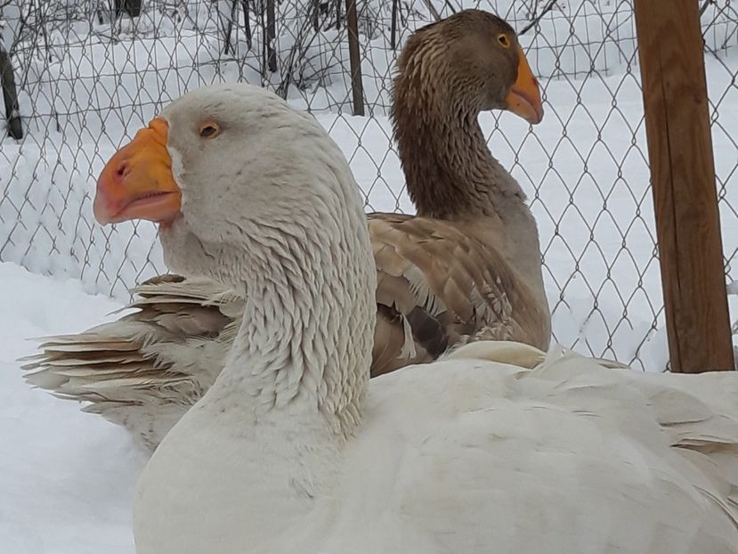 20200206_123829(0) - Gaste Tula 2021 - Tula geese Tula kampfganse Tula oie
