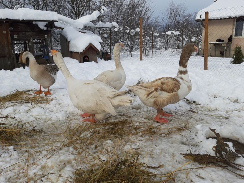  - Gaste Tula 2021 - Tula geese Tula kampfganse Tula oie