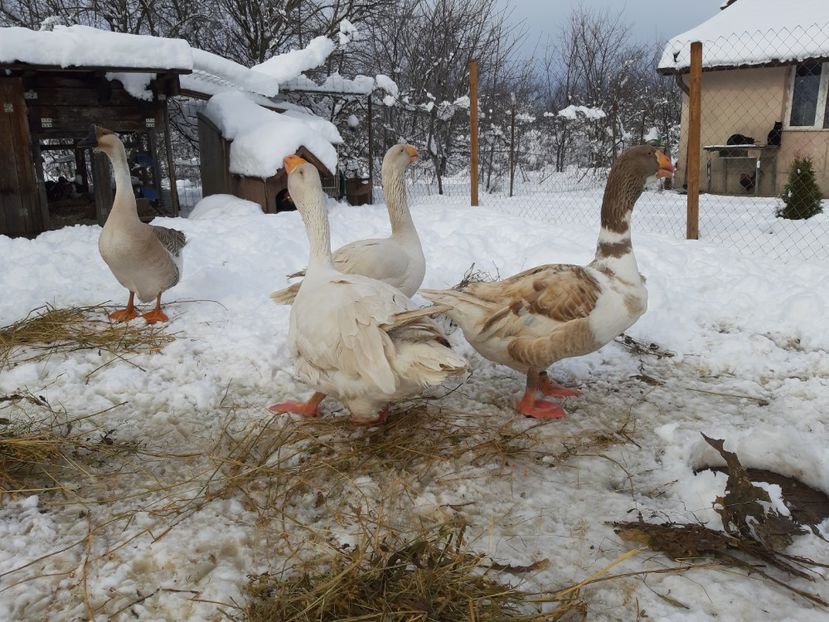  - Gaste Tula 2021 - Tula geese Tula kampfganse Tula oie