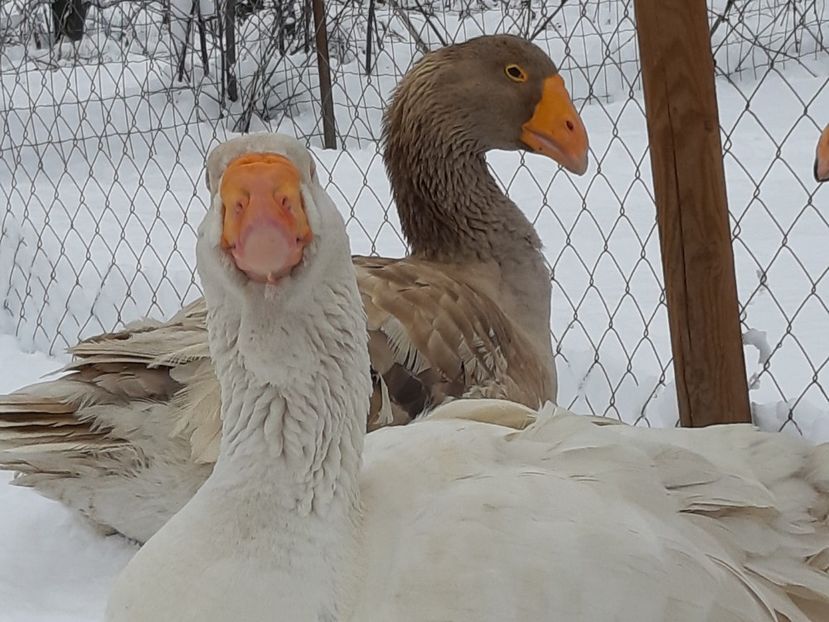  - Gaste Tula 2021 - Tula geese Tula kampfganse Tula oie