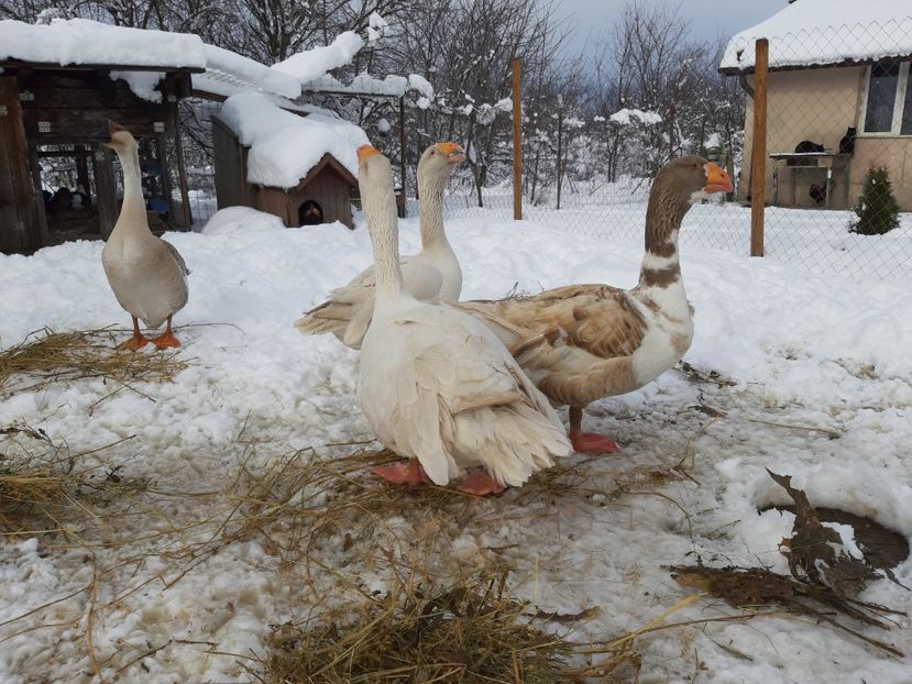  - Gaste Tula 2021 - Tula geese Tula kampfganse Tula oie
